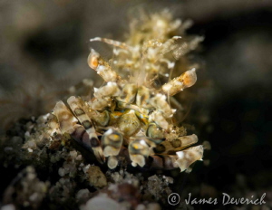 Simplex Shrimp / Looks like dirt till you get up close! by James Deverich 